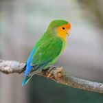 Lovebird Stock Photo