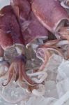 Fresh Squid preserving in ice Stock Photo