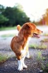 Portrait Of A Cute Brown Dog Stock Photo