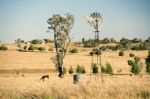 Cows And A Windmill In The Countryside Stock Photo