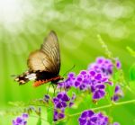 Butterfly On purple Flower Stock Photo