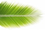 Coconut Leaf Isolated On White Background Stock Photo