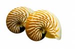 Macromphalus Shellfish Stock Photo