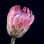 Protea Flower Stock Photo