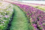 Planting Flowers And Paths Stock Photo