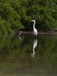 Great Egret Stock Photo