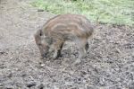 Wild Boar Piglet Stock Photo