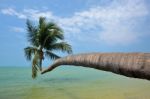 Leaning Palm Tree Stock Photo