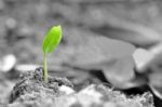 Seedling Stock Photo