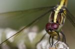 Dragonfly Stock Photo