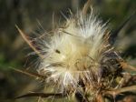 Thistle Stock Photo