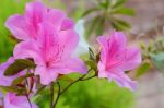 Azaleas Stock Photo