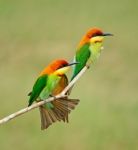 Chestnut-headed Bee-eater Stock Photo