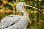 Beautiful Pelican With Open Mouth Stock Photo