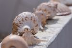 Several Sea Shells On A Wall Stock Photo