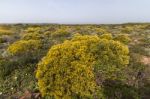 Landscape With Ulex Densus Shrubs Stock Photo