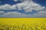  Oilseed Rape Stock Photo