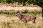 The Deer Of Richmond Park Stock Photo