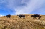 Three Cows Were Walking On The Mountains Stock Photo