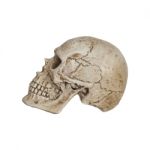 Human Skull Side View Isolate On White Background Stock Photo