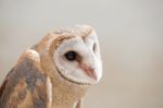 Common Barn Owl ( Tyto Albahead ) Close Up Stock Photo