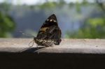 Butterfly On A Wooden Board Stock Photo