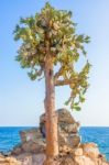 Cactus Trees In Galapagos Islands Stock Photo