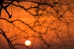 Branch Silhouette Sunset Stock Photo