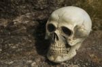 Still-life Of Human Skull On Tree Bark Stock Photo