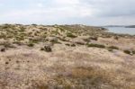 Sand Dune Vegetation Stock Photo