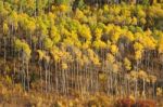 Aspen Tree Pattern Stock Photo