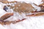 Crab Freeze In Ice Stock Photo