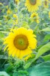 Beautiful Sunflower Plant In Public Garden Stock Photo