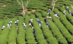 Dalat, Vietnam, July 30, 2016: A Group Of Farmers Picking Tea On A Summer Afternoon In Cau Dat Tea Plantation, Da Lat, Vietnam Stock Photo