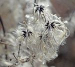 Cotinus Coggygria Stock Photo