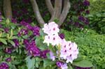 Flowers Rhododendron Stock Photo