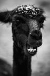 Alpaca In A Field. Black And White  Stock Photo