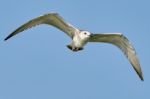 Common Gull In Flight Stock Photo