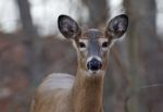 Beautiful Closeup Of A Young Deer Stock Photo