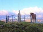 Horse In The Mountain Stock Photo