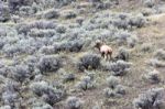 Elk Or Wapiti (cervus Canadensis) Stock Photo