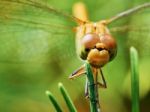 Dragonfly In The Garden Stock Photo