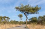 Wooden Path For Hikers In Forest With Pine Trees Stock Photo