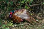 Pheasant Enjoying The Sunshine Stock Photo