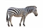 Zebra Isolated Stock Photo