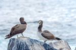 Juvenile Nazca Booby In Galapagos Stock Photo