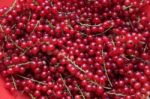 Red Currant Stock Photo