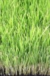 Young Rice Plant In Natural Field Stock Photo