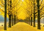 Row Of Yellow Ginkgo Tree In Nami Island, Korea Stock Photo