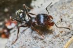 Ant Outside In The Garden Stock Photo